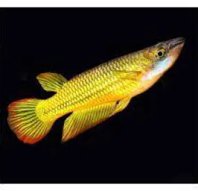 Cá Killi vàng - Striped Panchax